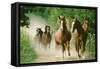 Paso Peruano Horses Galloping, Herd Raising Dust-null-Framed Stretched Canvas
