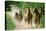 Paso Peruano Horses Galloping, Herd Raising Dust-null-Stretched Canvas