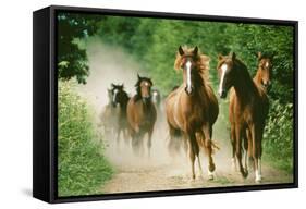 Paso Peruano Horses Galloping, Herd Raising Dust-null-Framed Stretched Canvas