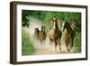 Paso Peruano Horses Galloping, Herd Raising Dust-null-Framed Photographic Print