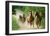 Paso Peruano Horses Galloping, Herd Raising Dust-null-Framed Photographic Print