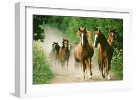 Paso Peruano Horses Galloping, Herd Raising Dust-null-Framed Photographic Print