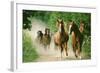 Paso Peruano Horses Galloping, Herd Raising Dust-null-Framed Photographic Print