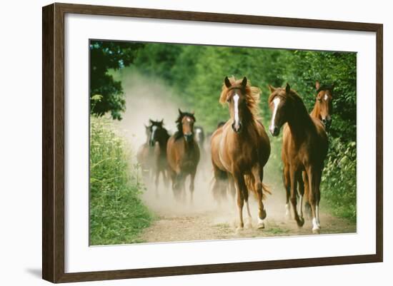 Paso Peruano Horses Galloping, Herd Raising Dust-null-Framed Photographic Print