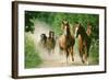 Paso Peruano Horses Galloping, Herd Raising Dust-null-Framed Photographic Print