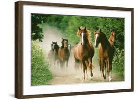 Paso Peruano Horses Galloping, Herd Raising Dust-null-Framed Photographic Print