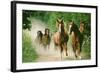 Paso Peruano Horses Galloping, Herd Raising Dust-null-Framed Photographic Print