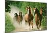 Paso Peruano Horses Galloping, Herd Raising Dust-null-Mounted Photographic Print