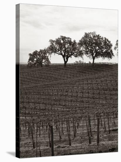 Paso Robles Toned-Chris Bliss-Stretched Canvas