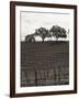 Paso Robles Toned-Chris Bliss-Framed Photographic Print