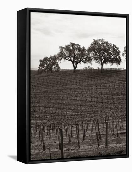 Paso Robles Toned-Chris Bliss-Framed Stretched Canvas