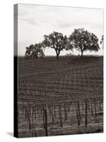 Paso Robles Toned-Chris Bliss-Stretched Canvas