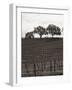 Paso Robles Toned-Chris Bliss-Framed Photographic Print