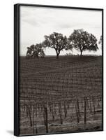 Paso Robles Toned-Chris Bliss-Framed Photographic Print