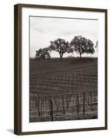 Paso Robles Toned-Chris Bliss-Framed Photographic Print