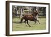 Paso Stallion-Bob Langrish-Framed Photographic Print