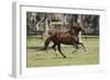 Paso Stallion-Bob Langrish-Framed Photographic Print