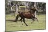 Paso Stallion-Bob Langrish-Mounted Photographic Print