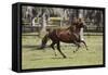 Paso Stallion-Bob Langrish-Framed Stretched Canvas