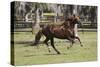 Paso Stallion-Bob Langrish-Stretched Canvas