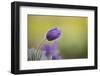 Pasque Flower, Cow Bell, Pulsatilla Vulgaris, Cultivated Form, Germany-Andreas Keil-Framed Photographic Print