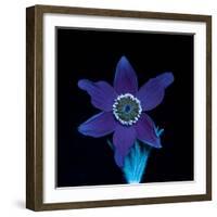 Pasque flower fluorescing under UV light-Adrian Davies-Framed Photographic Print