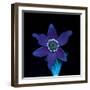 Pasque flower fluorescing under UV light-Adrian Davies-Framed Photographic Print