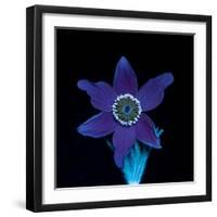 Pasque flower fluorescing under UV light-Adrian Davies-Framed Photographic Print