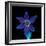 Pasque flower fluorescing under UV light-Adrian Davies-Framed Photographic Print
