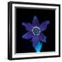 Pasque flower fluorescing under UV light-Adrian Davies-Framed Photographic Print