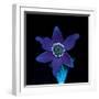 Pasque flower fluorescing under UV light-Adrian Davies-Framed Photographic Print