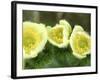 Pasque Flower, Mt. Rainier National Park, Washington, USA-Rob Tilley-Framed Photographic Print