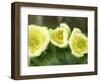 Pasque Flower, Mt. Rainier National Park, Washington, USA-Rob Tilley-Framed Photographic Print