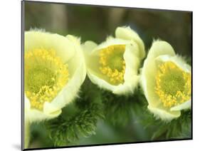 Pasque Flower, Mt. Rainier National Park, Washington, USA-Rob Tilley-Mounted Photographic Print