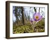 Pasque Flower, Pulsatilla Sp., Yukon, Canada-Paul Colangelo-Framed Photographic Print