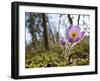 Pasque Flower, Pulsatilla Sp., Yukon, Canada-Paul Colangelo-Framed Photographic Print