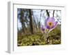 Pasque Flower, Pulsatilla Sp., Yukon, Canada-Paul Colangelo-Framed Photographic Print