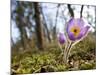 Pasque Flower, Pulsatilla Sp., Yukon, Canada-Paul Colangelo-Mounted Photographic Print