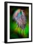 Pasque Flower Seeds in Rain-Ursula Abresch-Framed Photographic Print