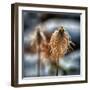 Pasque Flower Seeds in Snow-Ursula Abresch-Framed Photographic Print