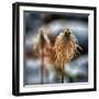 Pasque Flower Seeds in Snow-Ursula Abresch-Framed Photographic Print