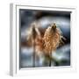 Pasque Flower Seeds in Snow-Ursula Abresch-Framed Photographic Print