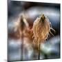 Pasque Flower Seeds in Snow-Ursula Abresch-Mounted Photographic Print