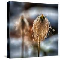 Pasque Flower Seeds in Snow-Ursula Abresch-Stretched Canvas