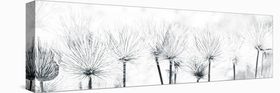 Pasque Flower-Katja Marzahn-Stretched Canvas