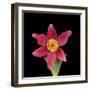 Pasque flower-Adrian Davies-Framed Photographic Print