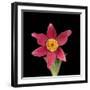 Pasque flower-Adrian Davies-Framed Photographic Print