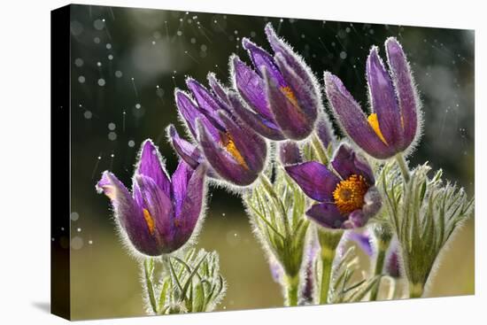 Pasque Flowers (Pulsatilla Vulgaris) in Rain, Lorraine, France, April-Michel Poinsignon-Stretched Canvas