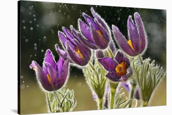 Pasque Flowers (Pulsatilla Vulgaris) in Rain, Lorraine, France, April-Michel Poinsignon-Stretched Canvas