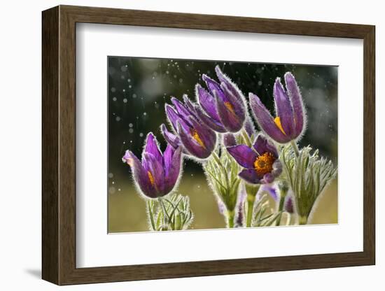 Pasque Flowers (Pulsatilla Vulgaris) in Rain, Lorraine, France, April-Michel Poinsignon-Framed Photographic Print